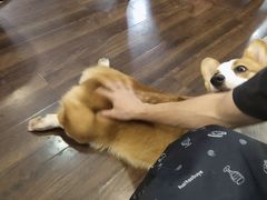 -柯斗斗主题餐厅·狗咖·围炉煮茶·茶饮(国瑞升平里店)