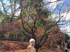 -南国桃园旅游度假区