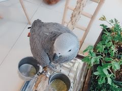-平行世界·猫咖(首经贸店)