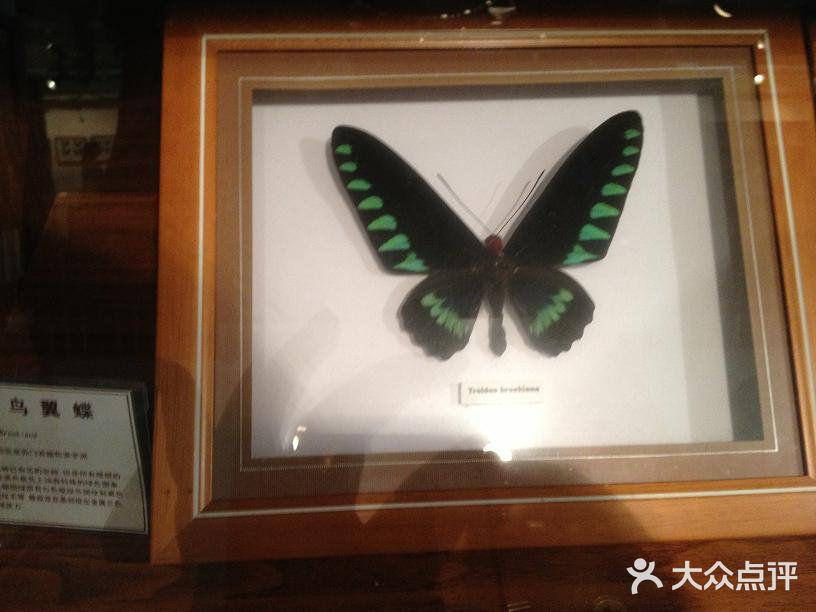 上海大自然野生昆虫馆14.3图片