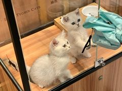 -袖虎·猫馆(体育西路店)