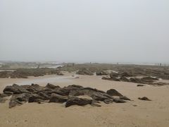 -日照海滨国家森林公园
