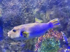 -太平洋海底世界