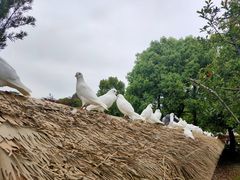 -秀丽东方