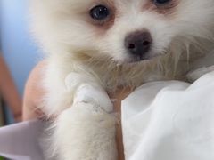 -宠颐生宠物医院·心肾内科·猫专科诊疗中心宠巢店