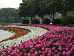 -上海鲜花港