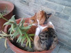 博物馆里面的猫-榆次老城