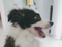 -瑞派福兴宠物医院犬猫全科·骨科·中西医结合(河东店)