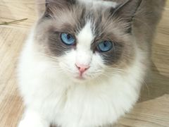 -安格丽娜·狗咖·猫咖羊驼咖(春熙路百盛商场店)