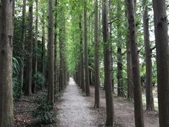 -上海长兴岛郊野公园