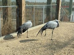 -盐城丹顶鹤湿地生态旅游区