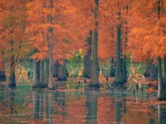 -白鹭湾湿地公园
