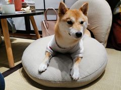 -逗柴咖啡屋·狗咖猫咖宠物桌游