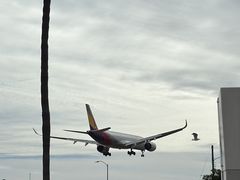 -In-N-Out Burger(LAX)