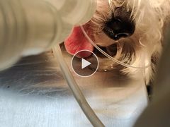 -瑞鹏宠物医院犬猫全科(真大分院)