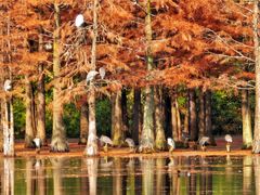 -白鹭湾湿地公园