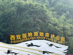 -西双版纳原始森林公园