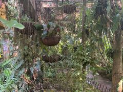 -中国科学院西双版纳热带植物园