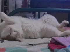 -中农国际动物医院24小时·猫科·骨科·急重症中心