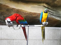 上海欢乐谷の鹦鹉-上海欢乐谷