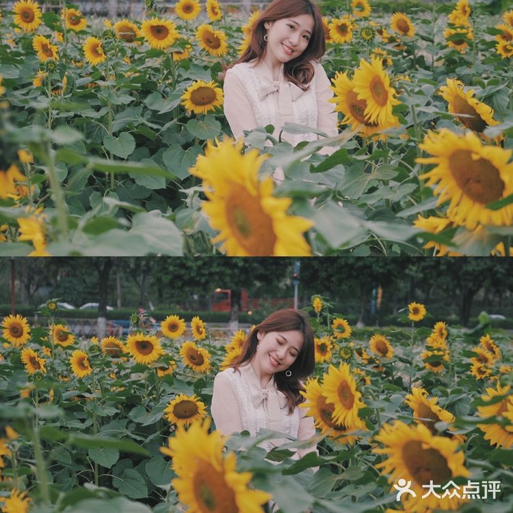 广州周边0元拍照地|春日里的向日葵花海🌻