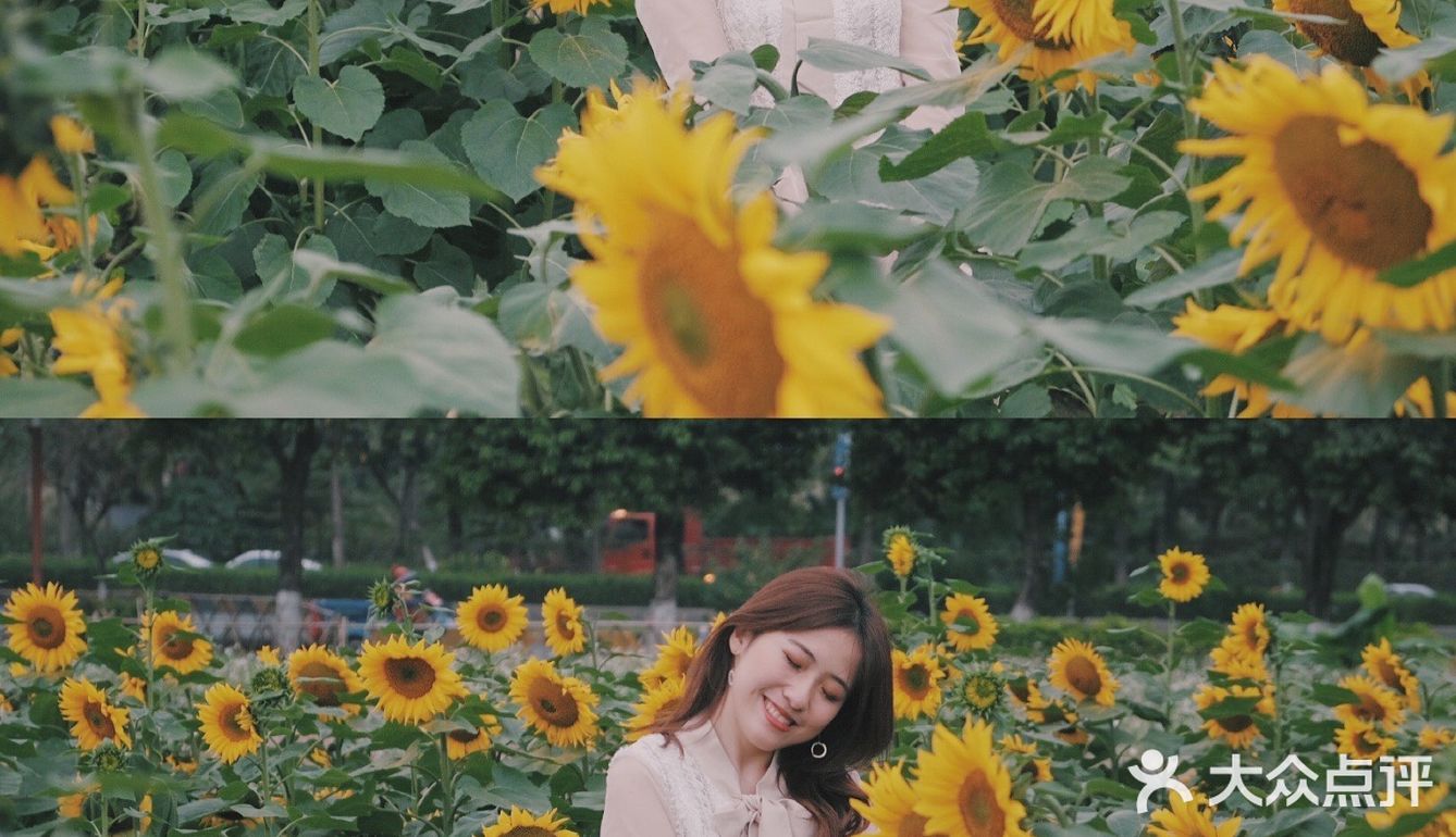 广州周边0元拍照地｜春日里的向日葵花海🌻