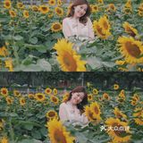 广州周边0元拍照地｜春日里的向日葵花海🌻