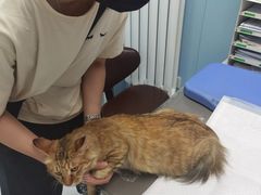 -纳吉亚猫专科动物诊疗中心(蒋宅口分院)