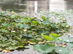 -新江湾城公园