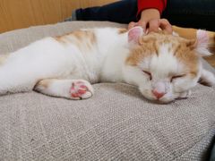 -猫和宫(六道口店)