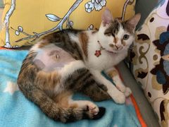 -圣宠动物医院·犬猫专科·影像中心·外科中心