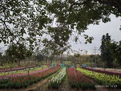 -天适樱花悠乐园