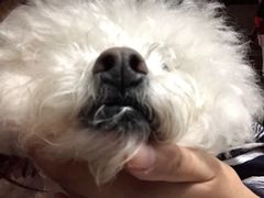 -艾贝尔宠物诊疗