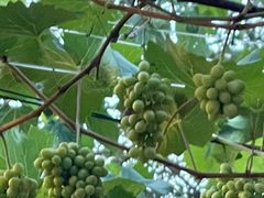 -醉二娘正宗西昌火盆烧烤(大丰店)