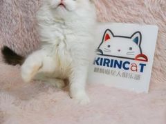 -十年猫舍·猫咪专门店(普陀店)