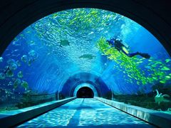 -涛·海底餐厅·美人鱼·自助餐·海底隧道(三亚海棠湾洲际度假酒店)