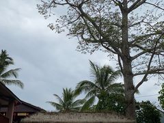 -海南热带雨林国家公园吊罗山景区