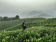 -帐篷客·溪龙茶谷度假酒店