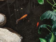 -官塘兄弟·潮汕牛肉店(官塘总店)