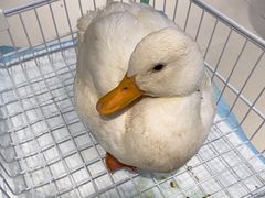 -怪兽屋·羊驼·猫咖·狗咖(俊华广场店)