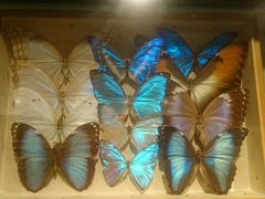 -墨尔本博物馆(Melbourne Museum)