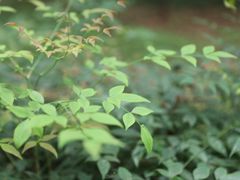 -同里国家湿地公园