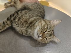 -COLOR PETS 撸猫馆·购猫·猫咖(长风大悦城店)