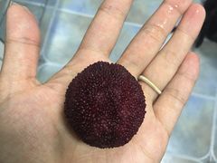 -河马鲜生海鲜超市(风荷园店)