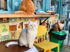 -喵屿·大理花园猫咖