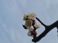 -香雪海