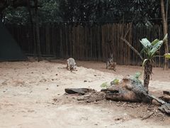 -深圳野生动物园