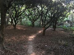 -燕晗山郊野公园