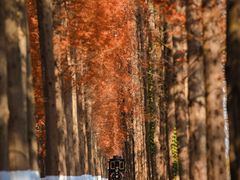 -黄海国家森林公园