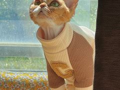 -momokira米努特·德文卷毛猫·棉花面纱犬
